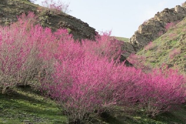 دره ارغوان؛ بهشت رنگ ها در خراسان شمالی