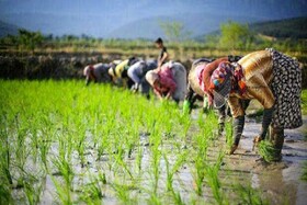 کاهش آب تخصیصی به شالیکاران خراسان‌شمالی در صورت کشت بیش از ۷۰۰۰ متر مکعب 