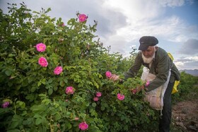 وقتی گرمای هوا بر سر ارزش غنچه های گل محمدی در گلستان های خراسان شمالی می زند
