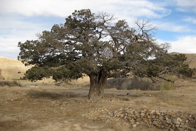 درختان ‌کهنسال قد برافراشته از دل میراث طبیعی خراسان شمالی