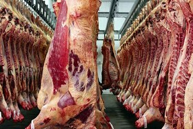میزان تولید گوشت توسط عشایر خراسان شمالی ۲۰ درصد افزایش می یابد