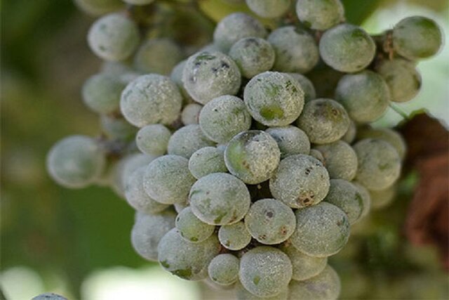 پیدا شدن دوباره سروکله سفیدک انگور در تاکستان های خراسان شمالی