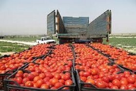 خروج ۴۵ هزار تن گوجه فرنگی از خراسان شمالی به علت کمبود صنایع تبدیلی