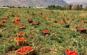 خلاقیت کشاورز مانه و سملقانی ارزش افزوده گوجه فرنگی را زیاد کرد