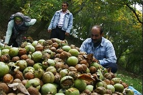 دست گردوکاران خراسان شمالی در پوست گردو