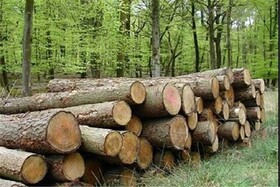 طرح تنفس جنگل ها، فرصتی برای توسعه زراعت چوب در خراسان شمالی