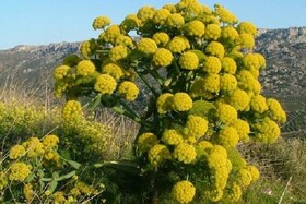 گنج ناشناخته ای که حلاوت صادراتش کام خارجی ها را شیرین می کند