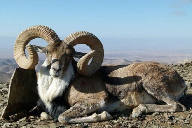 توسعه غیراصولی زمین‌های کشاورزی مهمترین ضربه وارده به نماد تنوع زیستی خراسان‌شمالی