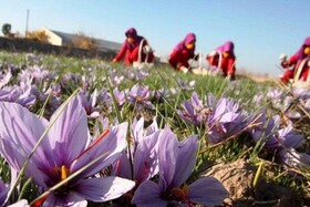 آغاز برداشت گل زعفران از مزارع خراسان شمالی/
پیش بینی تولید۲۱ تن زعفران در استان