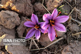 گزارش تصویری برداشت و خشک کردن زعفران در فاروج
