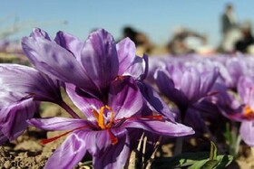طلای سرخ به کشاورزان فاروجی لبخند نمی زند