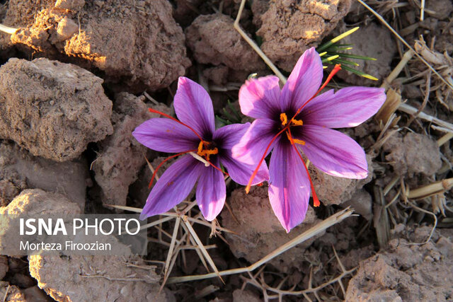 گزارش تصویری برداشت و خشک کردن زعفران در فاروج