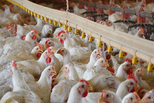 پیشگیری از آنفلوانزای حاد پرندگان در قزوین در دستور کار است