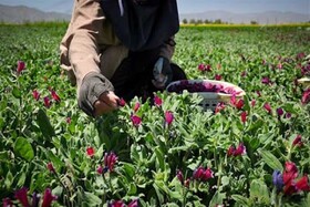 تکلیفمان برای کشت گیاهان دارویی در خراسان شمالی باخودمان مشخص نیست