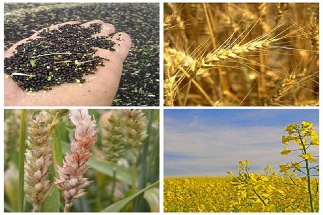 خرید توافقی بیش از ۶۱ هزار تن محصول کشاورزی توسط تعاون روستایی خراسان شمالی