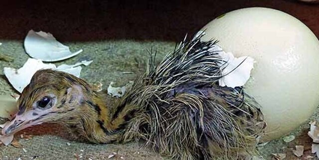 پرنده ای با اعضا و جوارح طلایی ولی تشنه نگاه های ویژه