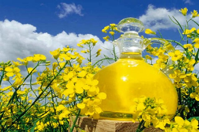 دانه‌های روغنی از اولویت های کشت قراردادی جهاد کشاورزی خراسان شمالی