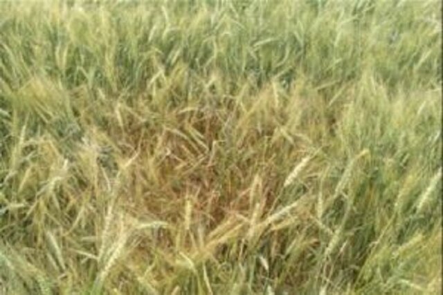 فروردین ماه زمان طلایی کنترل علف‌های هرز مزارع است