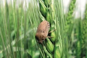 مزارع رها شده تهدیدی برای افزایش جمعیت آفت سن گندم در خراسان شمالی