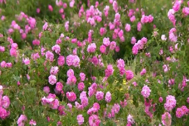 گلستان هایی که تبدیل به مزارع گندم و جو می شوند