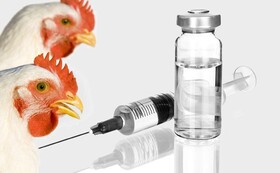 اجرای فاز اول واکسیناسیون طیور بومی علیه بیماری نیوکاسل در شهرستان راز و جرگلان