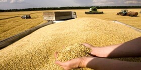 خرید ۸۰۰ تن گندم از کشاورزان خراسان شمالی