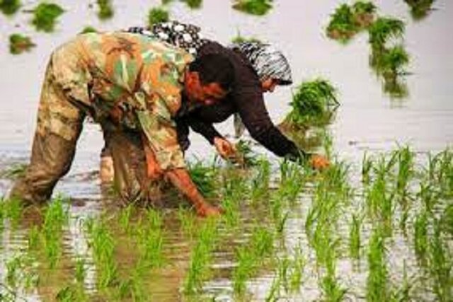 کاهش ۲۴۰۰ هکتاری سطح مزارع برنج در خراسان شمالی