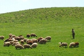 آغاز خرید تضمینی دام های عشایری در خراسان شمالی