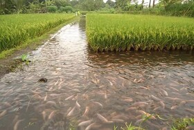 آبزی‌پروری جایگزین برنج‌کاری در خراسان‌شمالی می‌شود/
خشکسالی تولید ماهی‌های گرمابی را کاهش داد