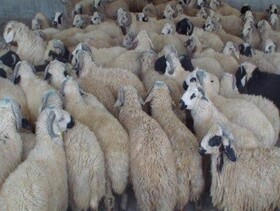 کشف ۱۱۶ راس دام فاقد مجوز در فاروج  