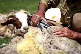تولید کود بیولوژیک از پشم گوسفند/ تهیه لحاف و تشک تنها استفاده ای که از پشم در ایران می شود