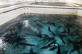 یک مسئول خبر داد:
مطالعات تولید ماهی‌ خاویار در خراسان شمالی مکتوب باقی مانده است