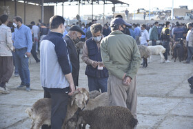 /عکس/بازار خرید و فروش دام در بجنورد برای ذبح در عید قربان