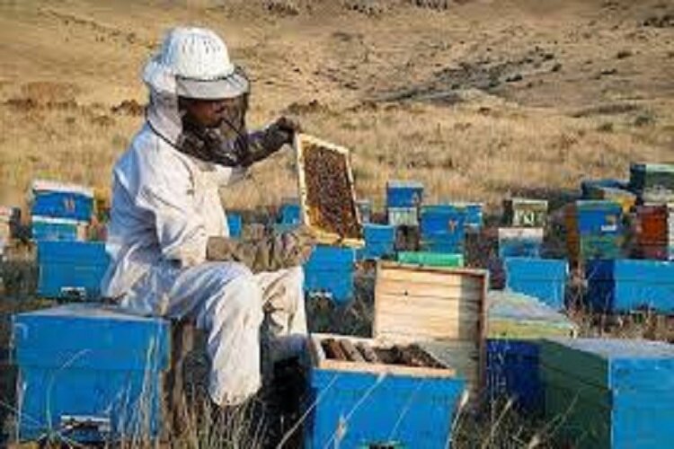نیش خشکسالی بر صنعت زنبورداری خراسان شمالی