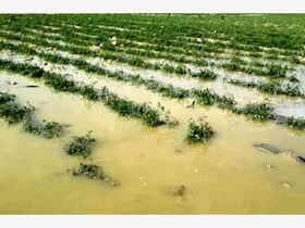 خسارت ۴ میلیاردی سیلاب به بخش کشاورزی راز و جرگلان