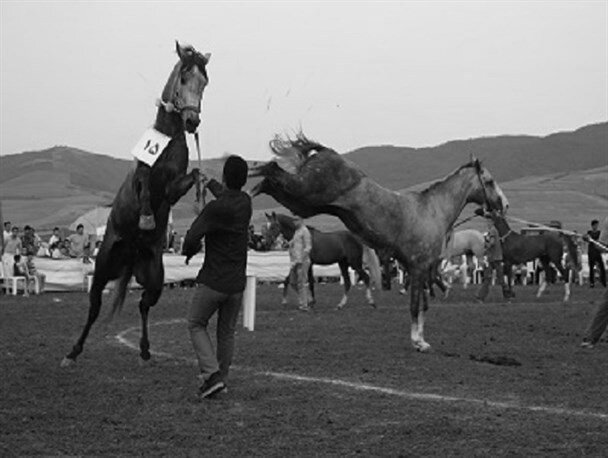 جشنواره زیبایی اسب ترکمن در خراسان شمالی برگزار نمی‌شود