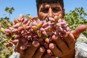 صادرات سالانه حدود ۴۰ هزار تن پسته از یزد