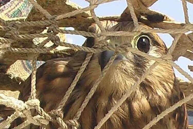 حضور صیادان سازماندهی شده پرندگان شکاری در خراسان شمالی/
جریمه ها بازدارنده نیست