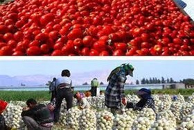 خشکسالی سطح زیر کشت محصول گوجه فرنگی و پیاز را در خراسان شمالی کاهش داد