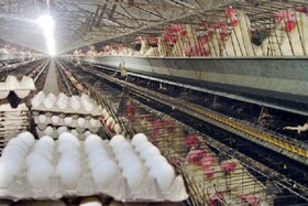 کمبود ۲۵ تنی تولید تخم مرغ در خراسان شمالی به صورت روزانه