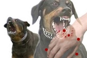 قلاده گذاری سگ ها از مهمترین عامل کنترل بیماری هاری در جامعه