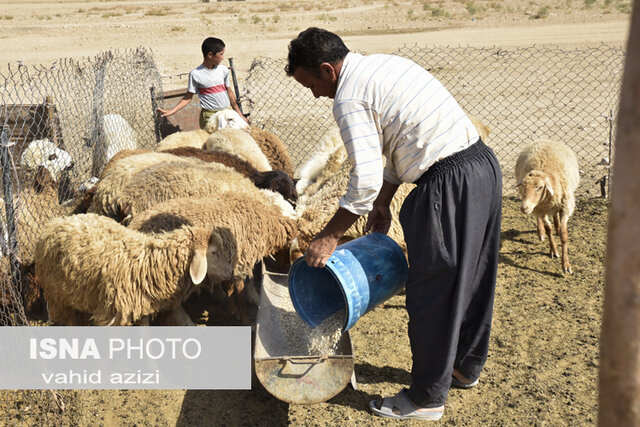 طعم تلخ خشکسالی در کام عشایر خراسان شمالی