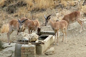 استفاده از آبشخور خطرهایی برای حیات‌ وحش دارد