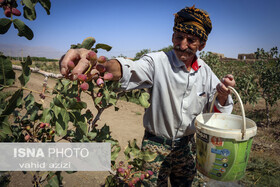 گزارش تصویری/ برداشت پسته در خراسان شمالی