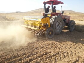 کشت قراردادی گندم در خراسان شمالی برای نخستین بار انجام می شود