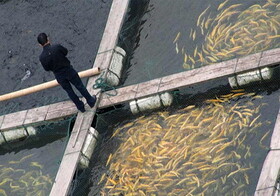 تولید ماهی تیلاپیا در خراسان شمالی راهی برای جبران کمبود پروتئین