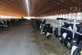 دامداران خراسان شمالی همچنان ضرر می دهند