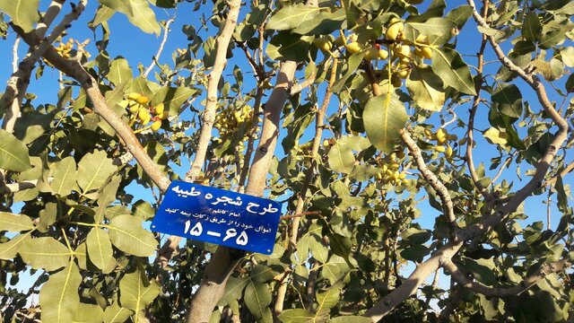 پرداخت ۱۱۰ میلیون تومان در طرح شجره طیبه و زکات مستحبی در خراسان شمالی