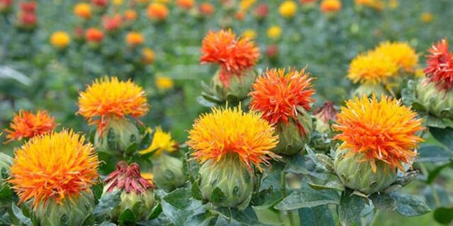 نوشدارویی که این بیماری لاعلاج را درمان میکند