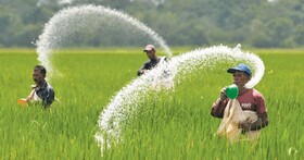 مصرف کم کودهای شیمیایی توسط کشاورزان خراسان شمالی